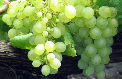 Uva verdejo vino blanco