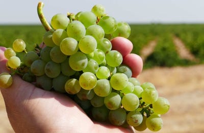 Uva verdejo para vino