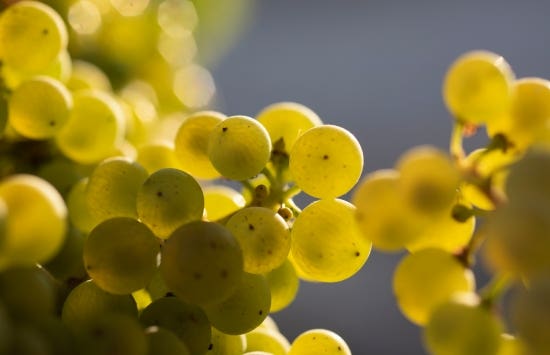 Uva vino blanco afrutado