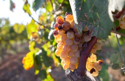 Uvas vinos blancos Rueda