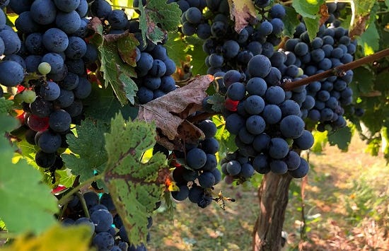 Uvas cabernet sauvignon