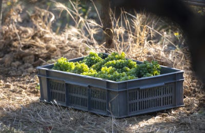 Uvas cava ecológico