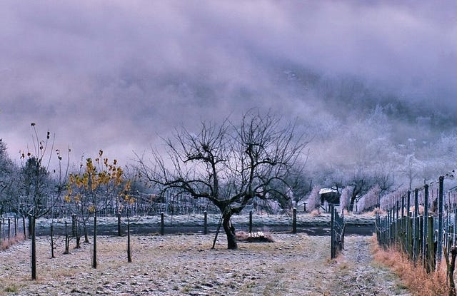 Uvas congeladas vino de hielo
