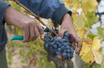 Uvas vino Priorat