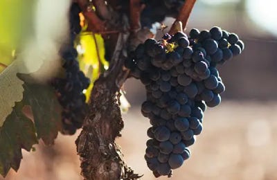 Uvas vino tempranillo