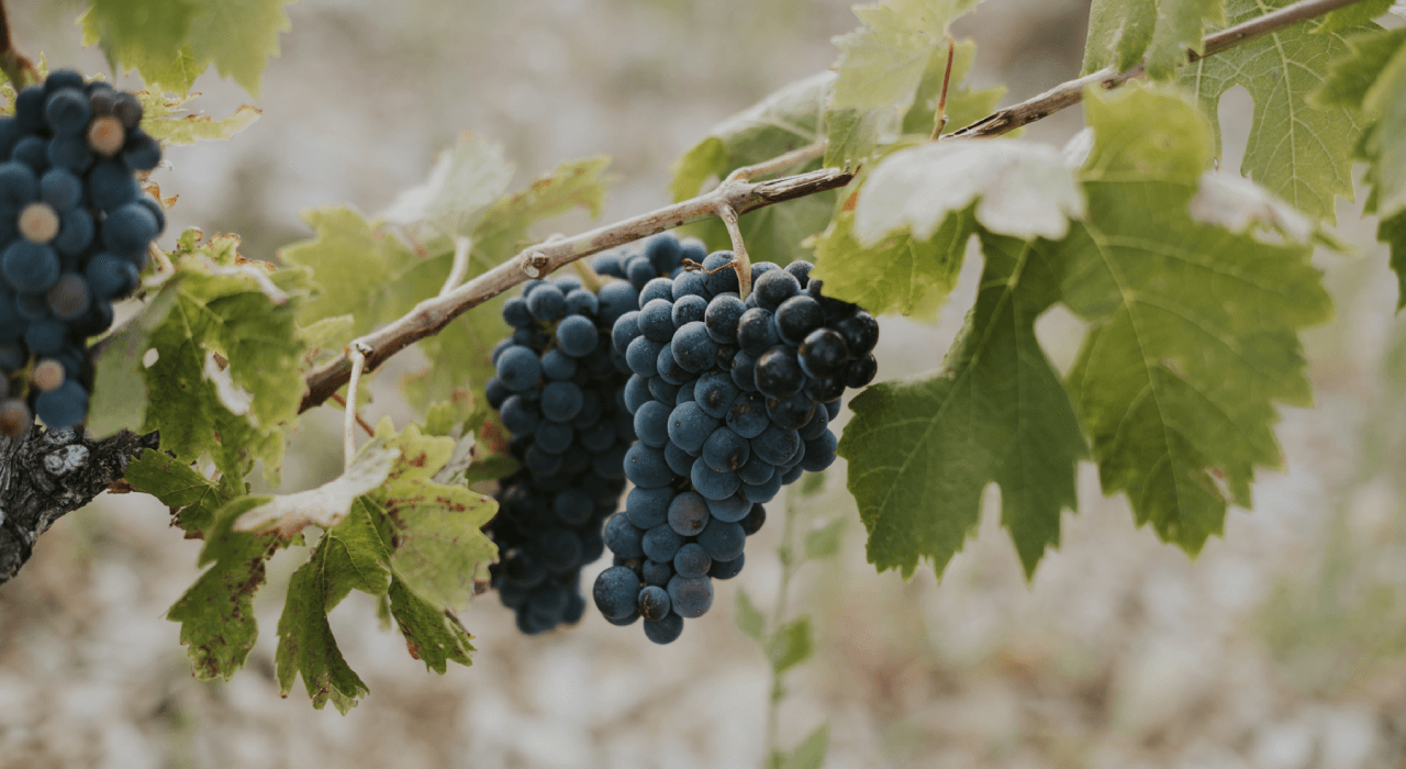 Tipos de viñedo