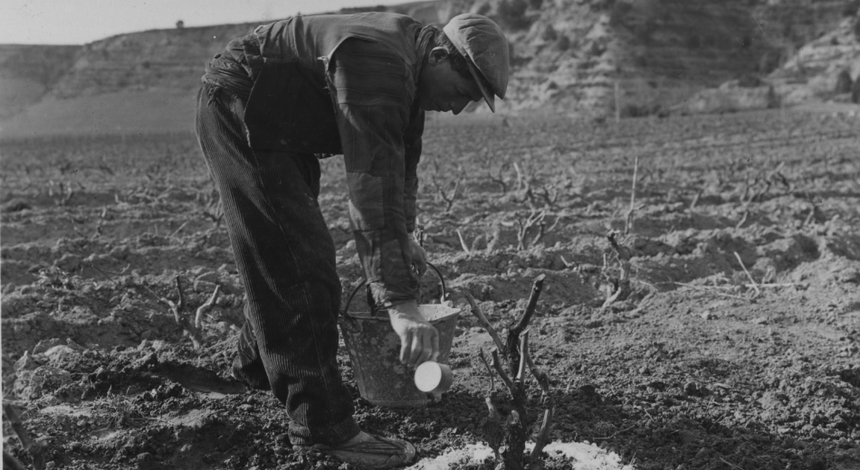 Vendimia origen del vino