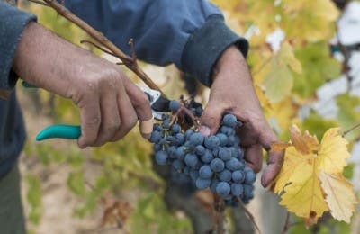 vendimia vino tinto crianza