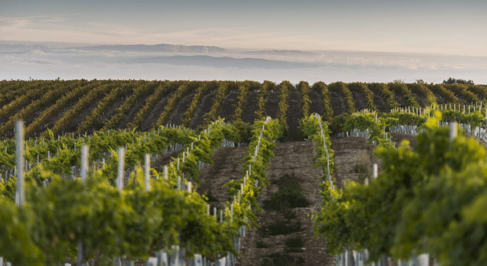 Viñedos tipos de uva