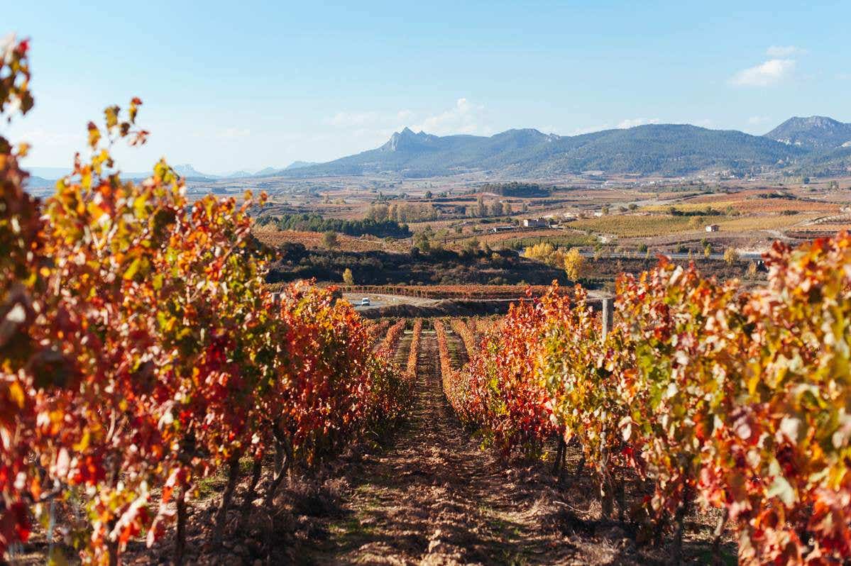 Viñedo Singular de Bodegas Bilbaínas