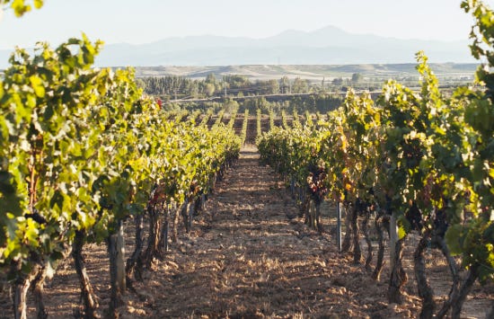 Viñas Garnacha Bodegas Bilbainas