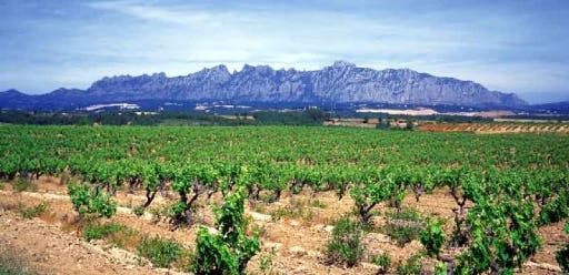 Viñas vino Bach