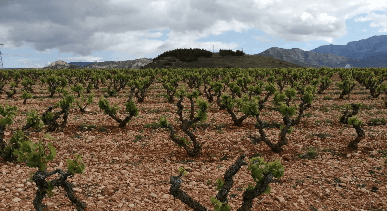 Viñedo Singular de Bodegas Bilbaínas