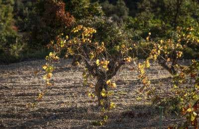 Viñedos vino Ederra