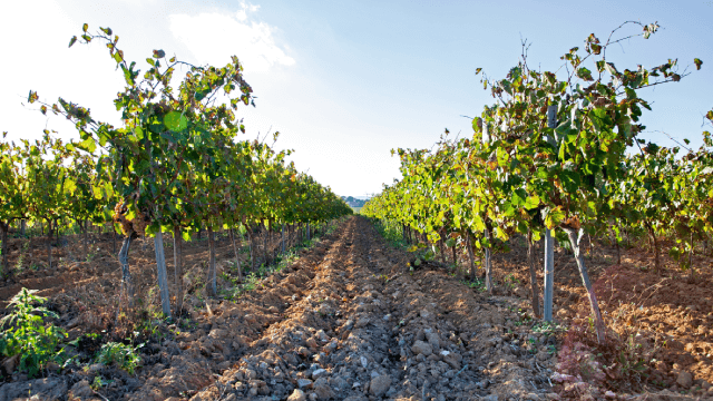 Vineyards grapes