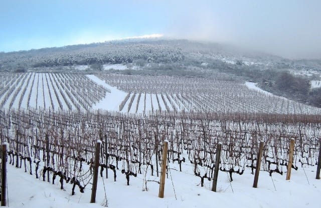 viñedos Vino de hielo 