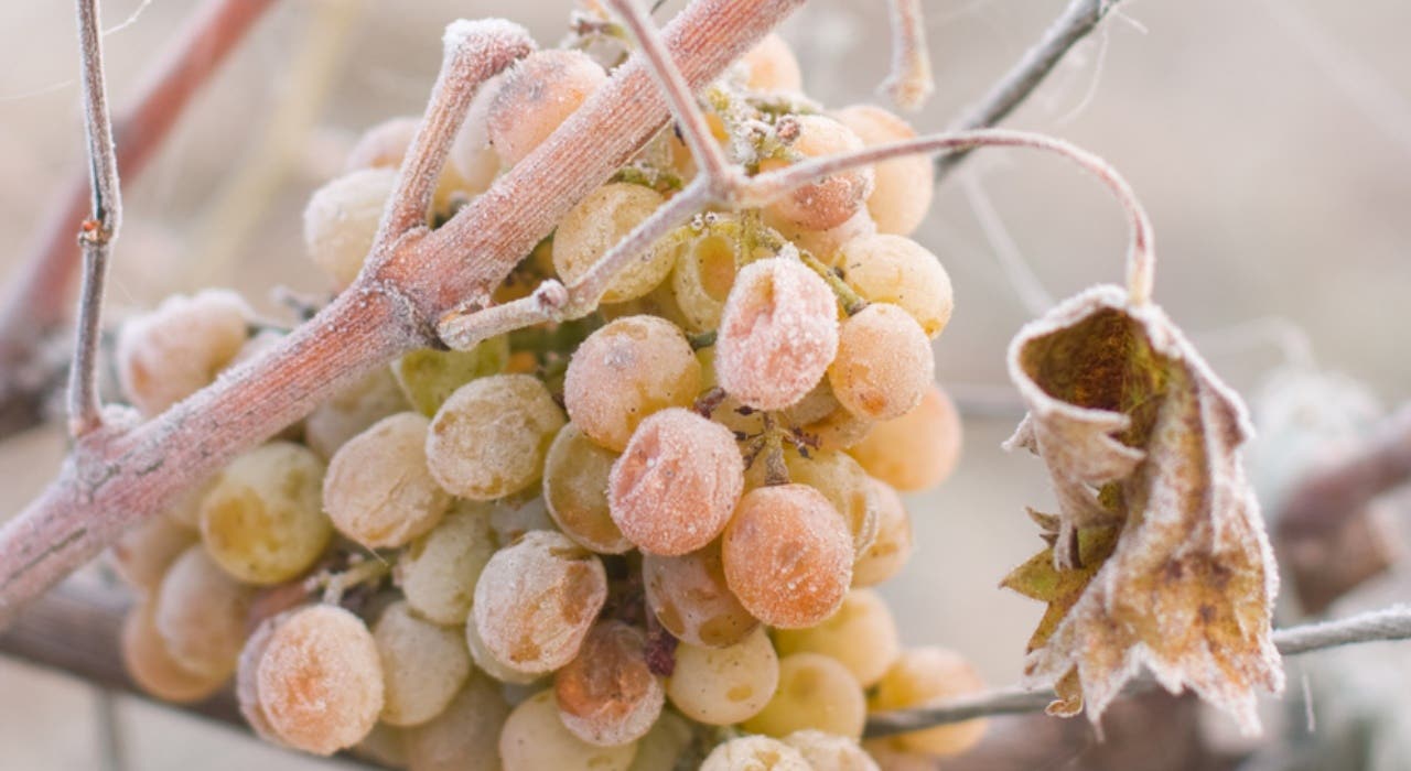 Vino de hielo, uvas congeladas