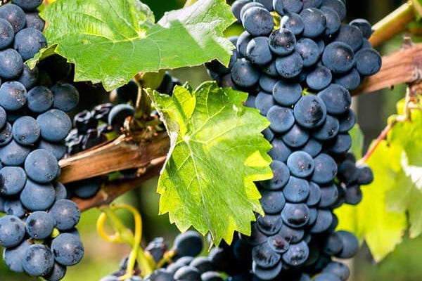 Uva para Vino Mencía Tinto