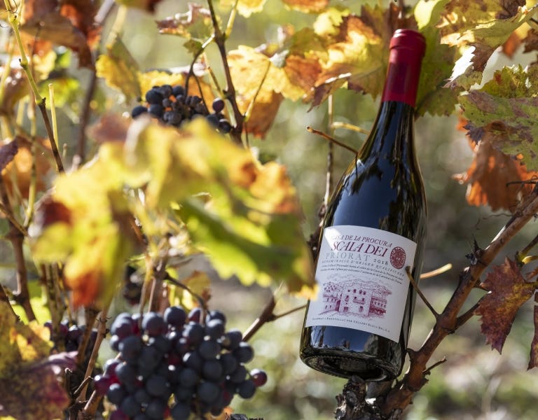 Vino Syrah Scala Dei