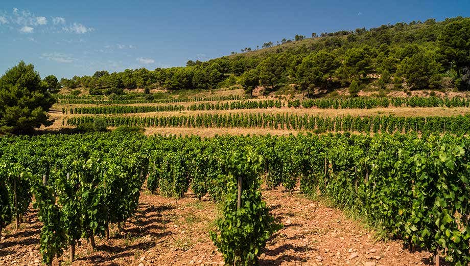 Vendimia mejores vinos del Priorat